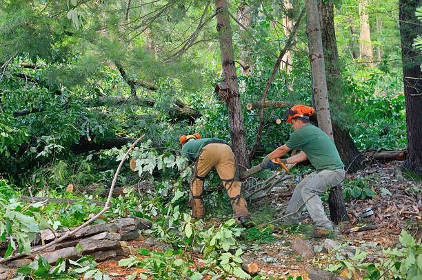 Best Tree Pruning Services  in Albuquerque, NM